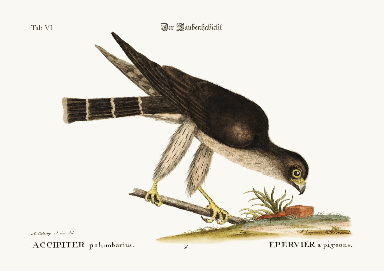 Duehøgen, 1749-73 af Mark Catesby
