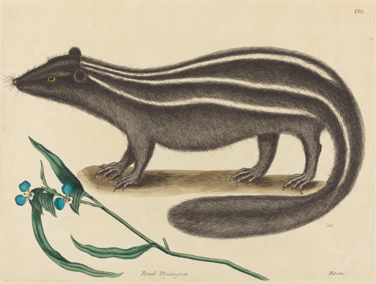 Polkatten Viverra putorius, udgivet 1731-1743. af Mark Catesby