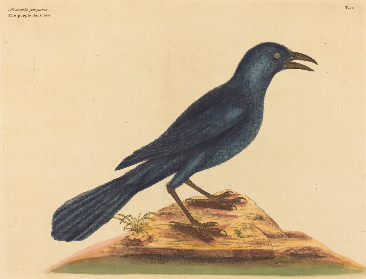 The Purple Jack Daw Gracula Quiscula, udgivet 1731-1 af Mark Catesby