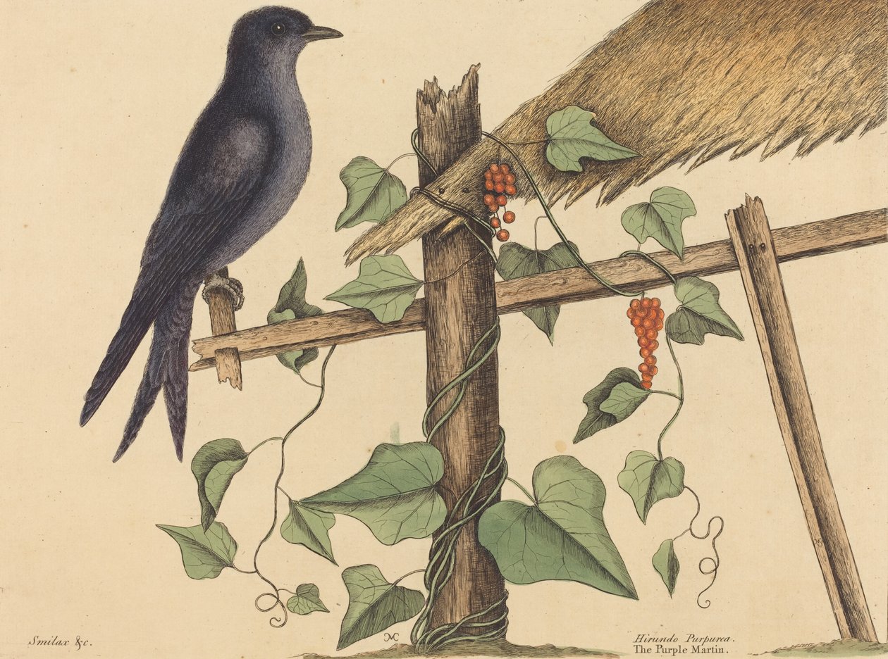 Den lilla Martin Hirundo Purpurea, udgivet 1731-1 af Mark Catesby