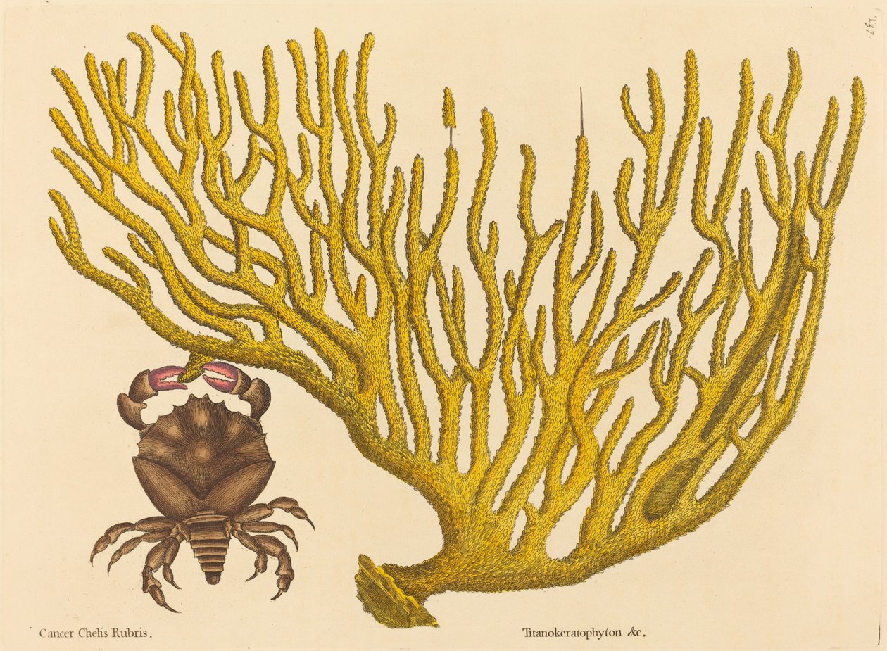 The Red Clawed Crab Cancer erythropus, udgivet 1731-1743. af Mark Catesby