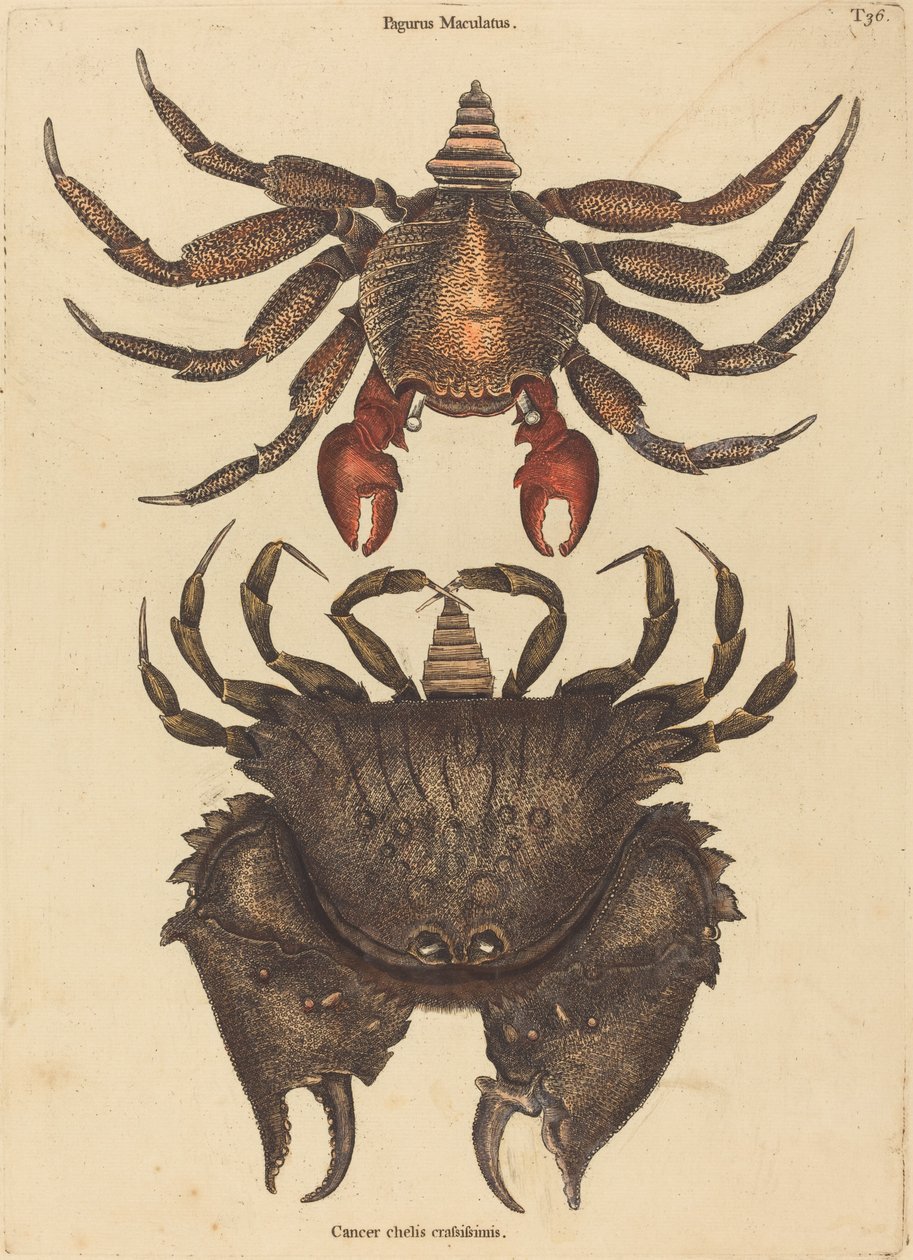 Den rødbrogede stenkrabbe (Cancer grapsus) af Mark Catesby