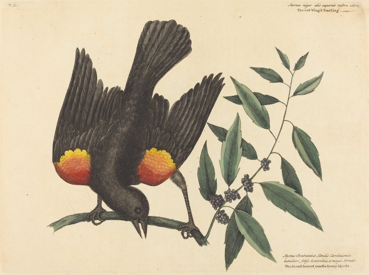 Den rødvingede stære Oriolus phoeniceus, udgivet 1754. af Mark Catesby