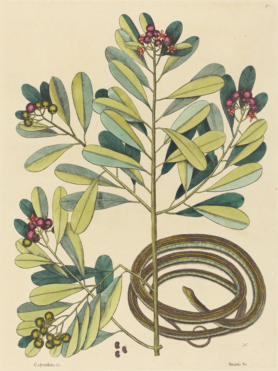 Båndslangen (Coluber saurita) af Mark Catesby