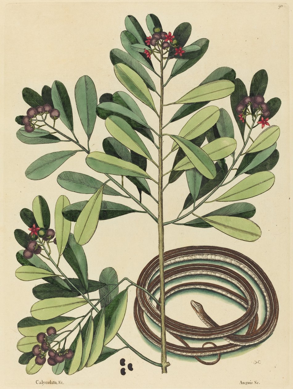 Båndslangen (Coluber saurita) af Mark Catesby