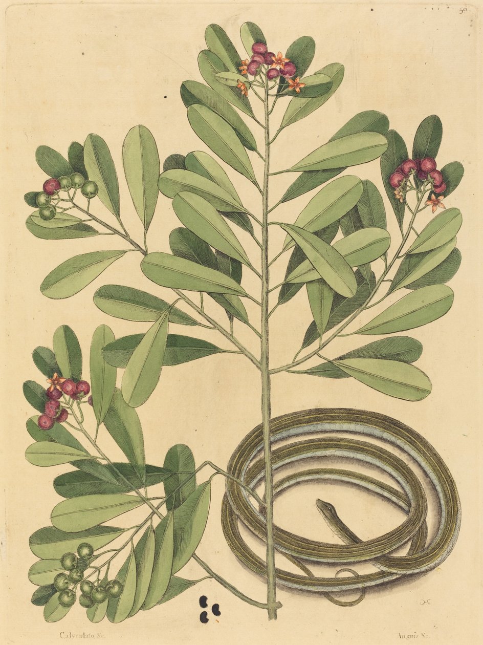 Båndslangen (Coluber saurita) af Mark Catesby
