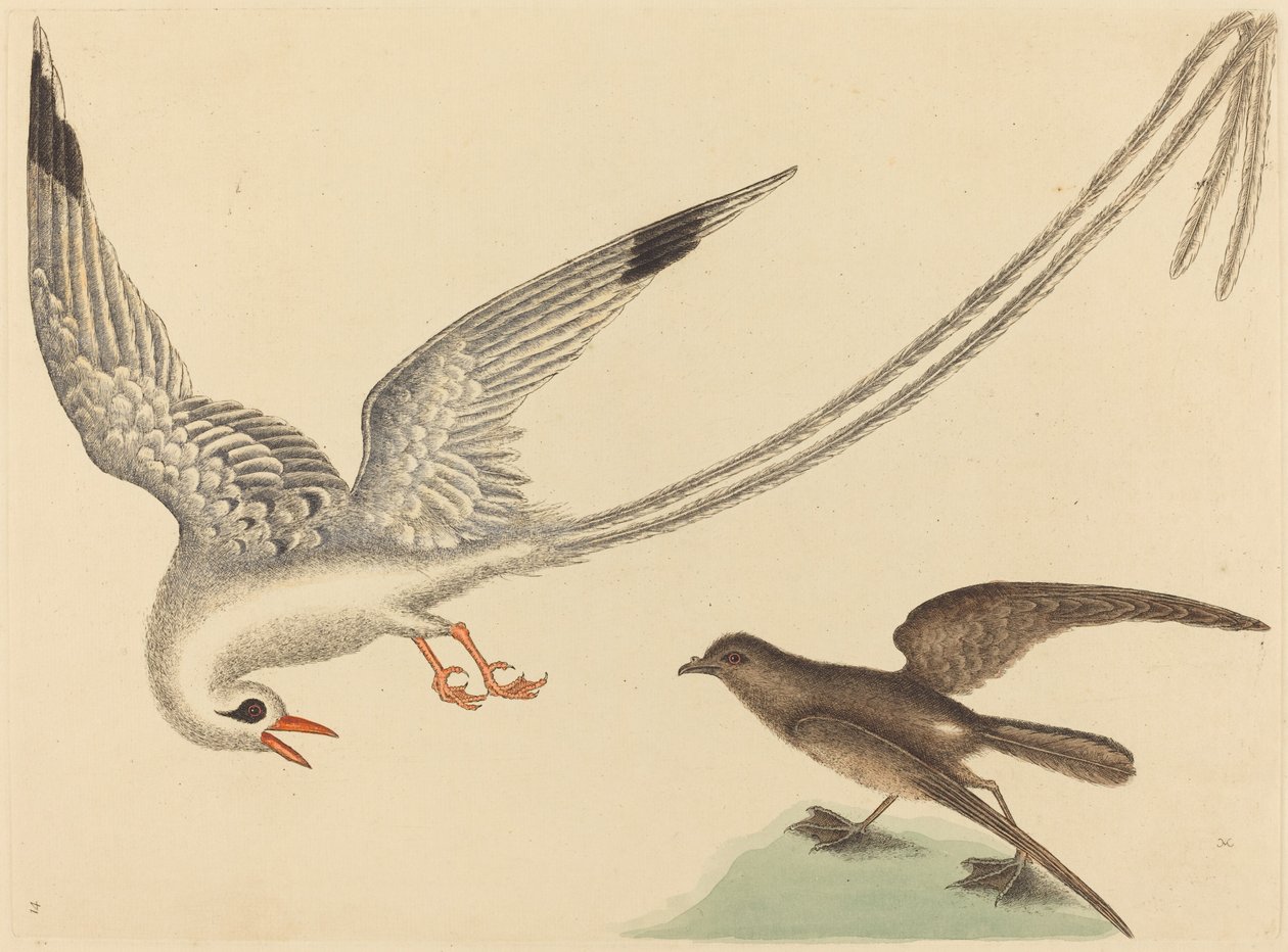 Risfuglen Emberiza oryzivora, udgivet 1731-1743. af Mark Catesby