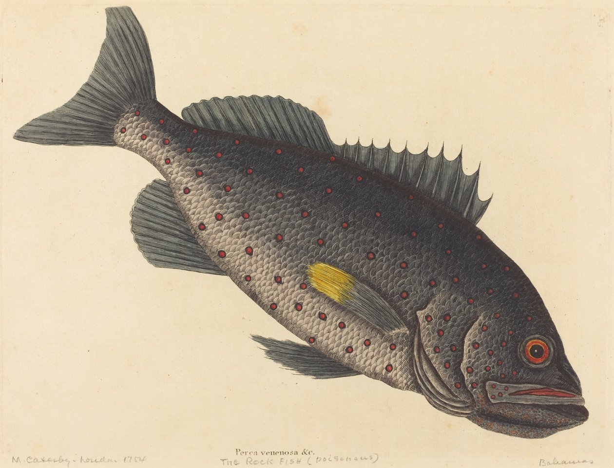 Klippefisken Perca venenosa, udgivet 1754. af Mark Catesby
