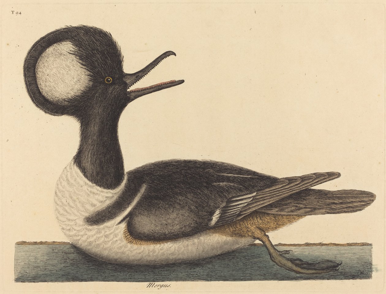 Den runde kamand Mergus cucullatus, udgivet 1731-1743. af Mark Catesby