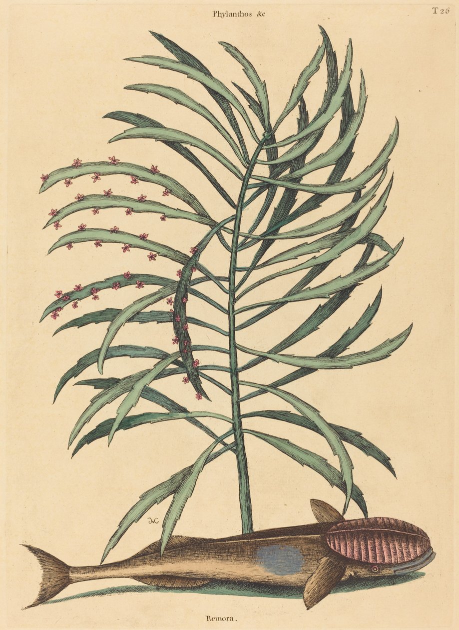 Den sugende fisk (Echeneis Naucratis) af Mark Catesby