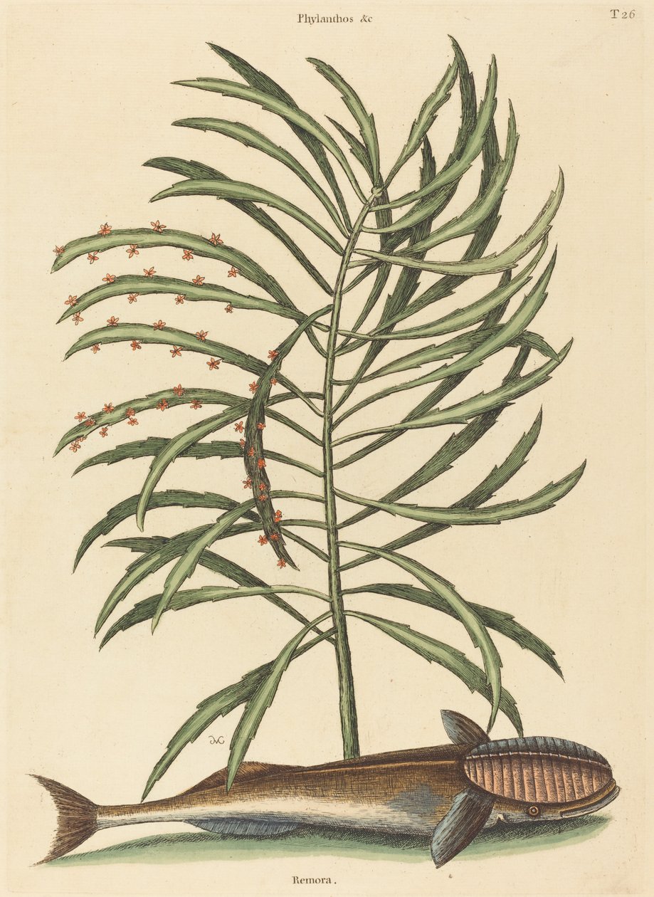 Den sugende fisk Echeneis naucratis, udgivet 1731-1743. af Mark Catesby