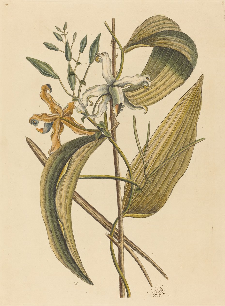 The Vanella (Forever Vanilla) af Mark Catesby