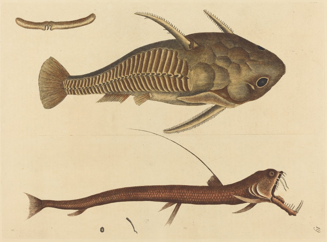 Hugormmunden (Silurus cataphractus) af Mark Catesby