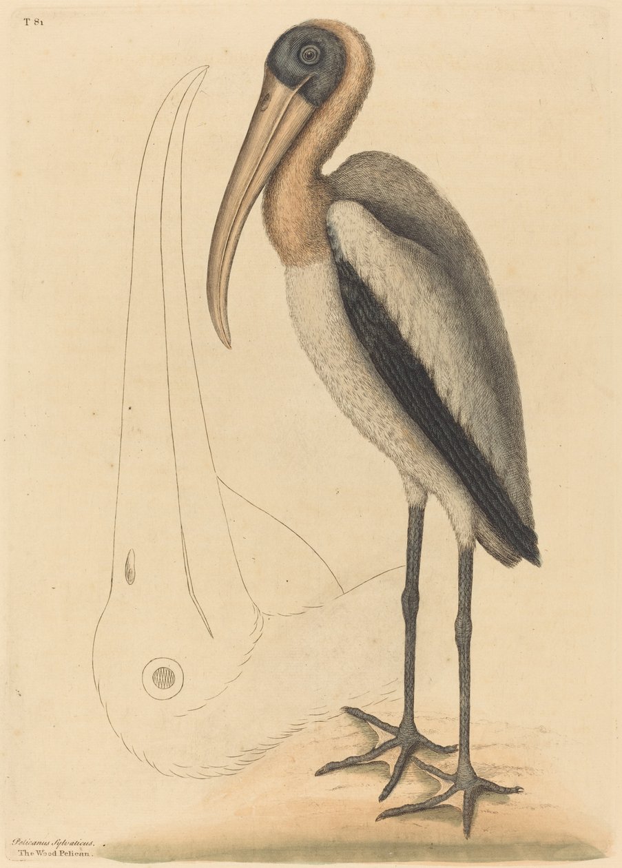The Wood Pelican Tantalus Loculator, udgivet 1731-1743. af Mark Catesby