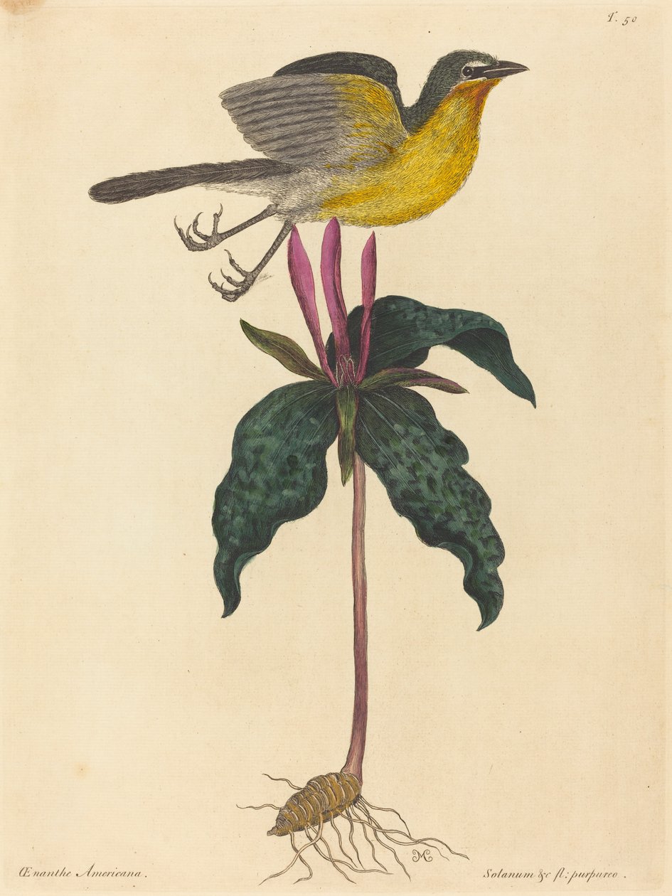 Den gulbarmede Chat af Mark Catesby