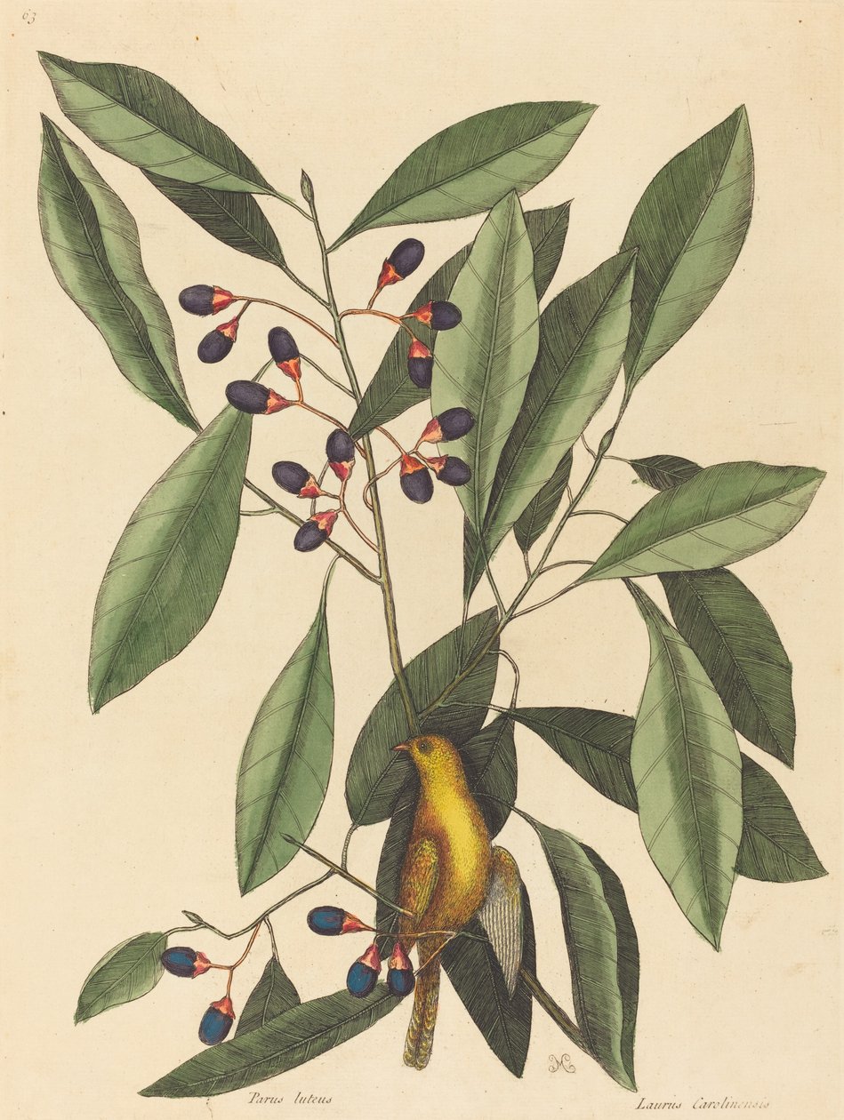 Den gule mejse (Motacilla trochilus) af Mark Catesby