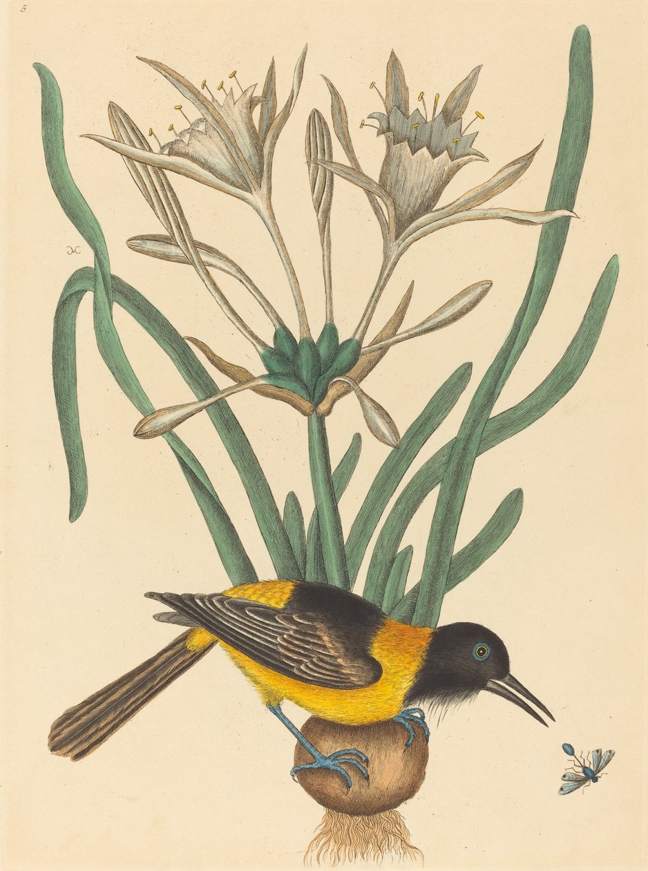 The Yellow and Black Pye Oriolus Icterus, udgivet 1731-1743. af Mark Catesby