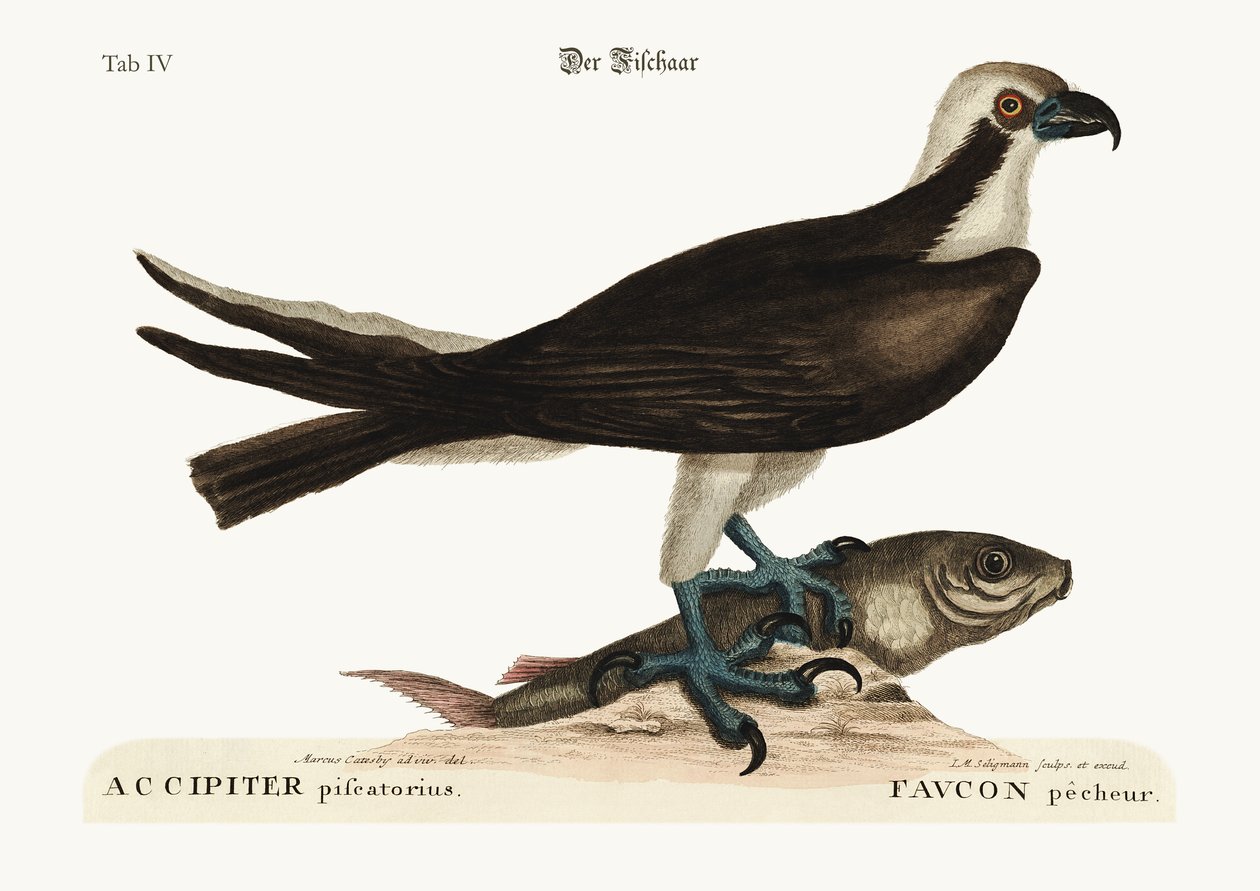 Fiskerhøgen, 1749-73 af Mark Catesby