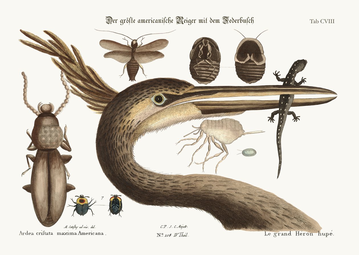 Den største kamhejre, 1749-73 af Mark Catesby