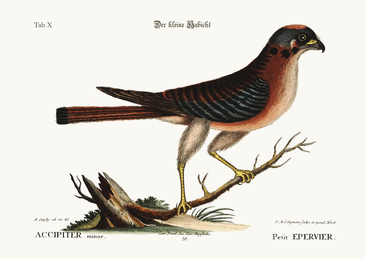 Den lille Høg, 1749-73 af Mark Catesby