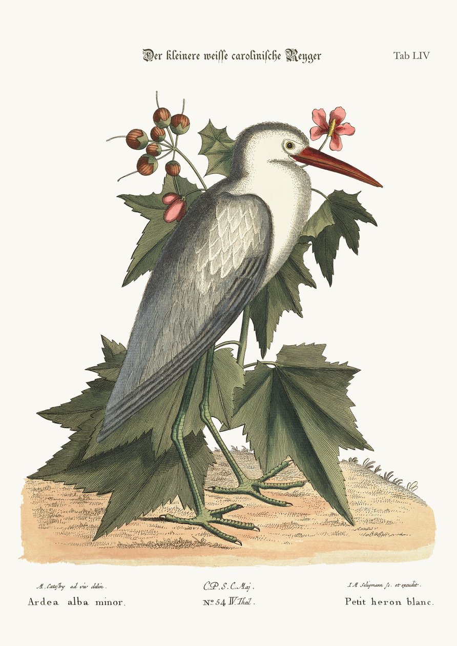 Den lille hvide hejre, 1749-73 af Mark Catesby