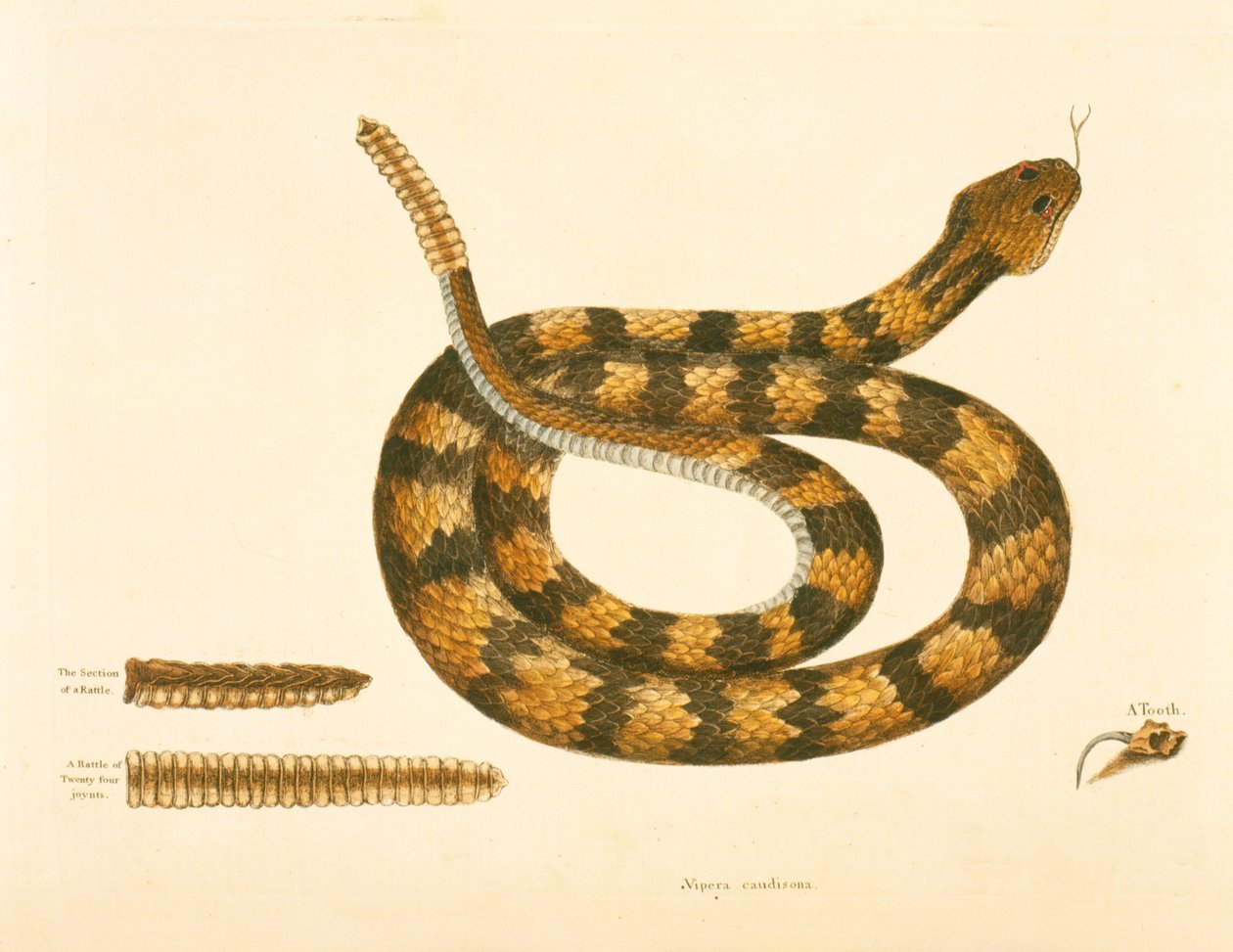 Viper Caudison Snake, Rattlesnake, plade 41, vol. 1, fra 
