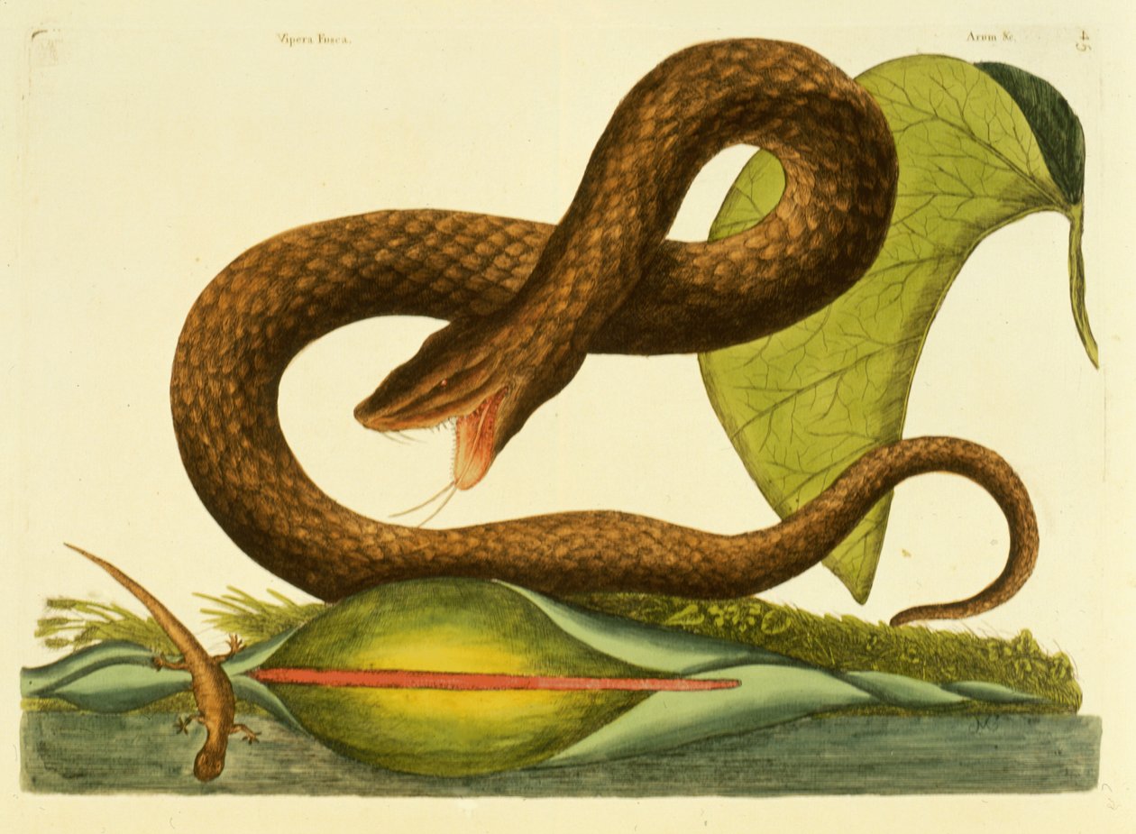 Viper Fusca, tallerken 45, vol. 1, fra 