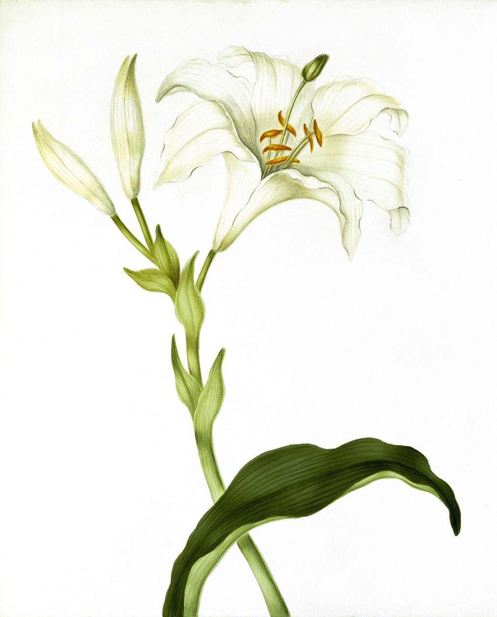 Lily, ca. 1790 af Martha Tuthill