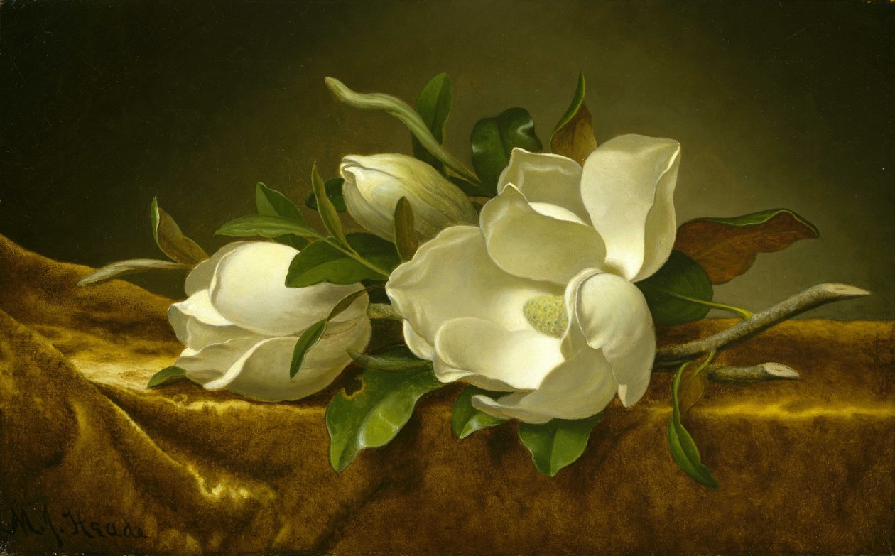 Magnolias på Gold Velvet Cloth af Martin Johnson Heade