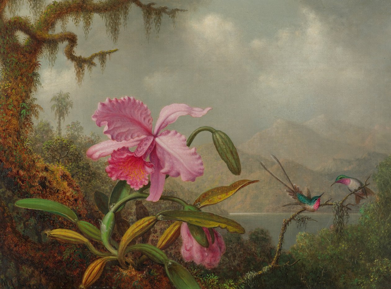 Orkideer og kolibrier af Martin Johnson Heade