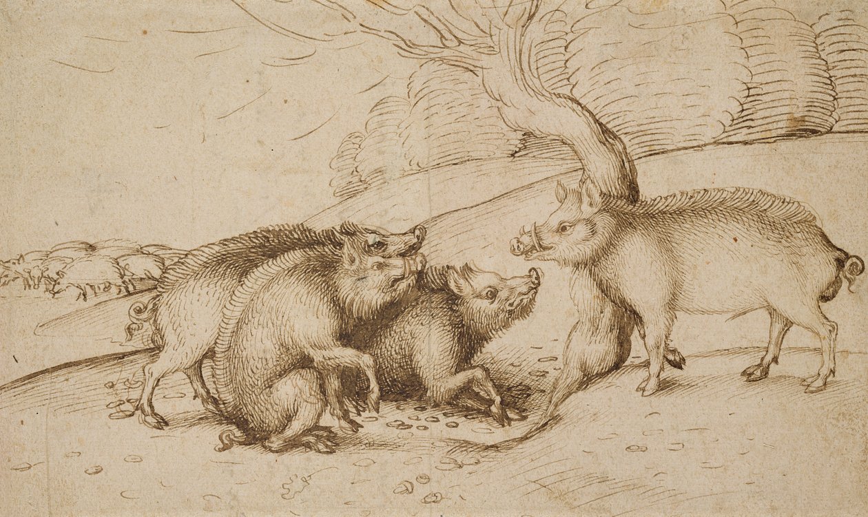 The Boar Family (pen og blæk på hvidt papir) af Martin Schongauer