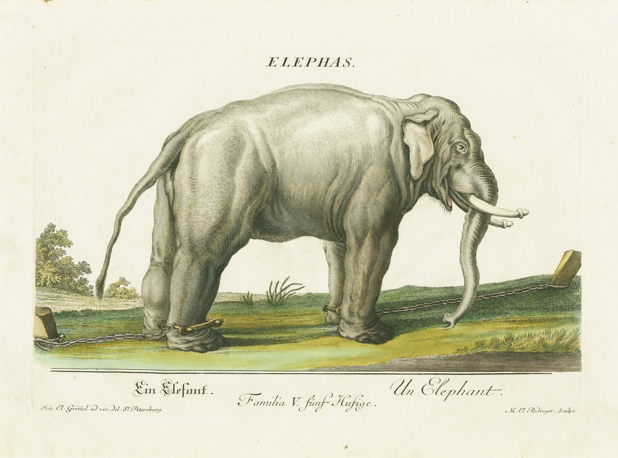 Asiatisk elefant i lænker af Martin Elias Ridinger