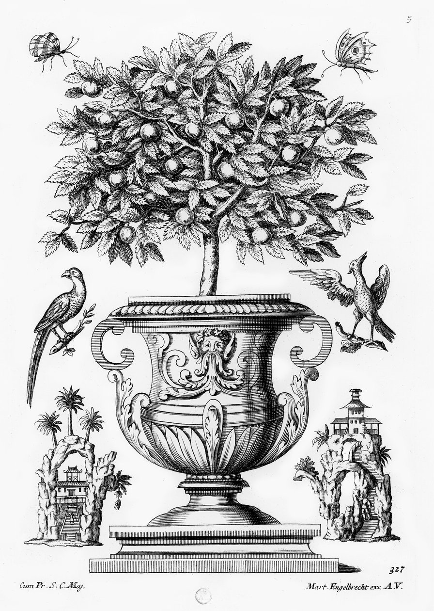 Citrustræer, c.1735 af Martin Engelbrecht