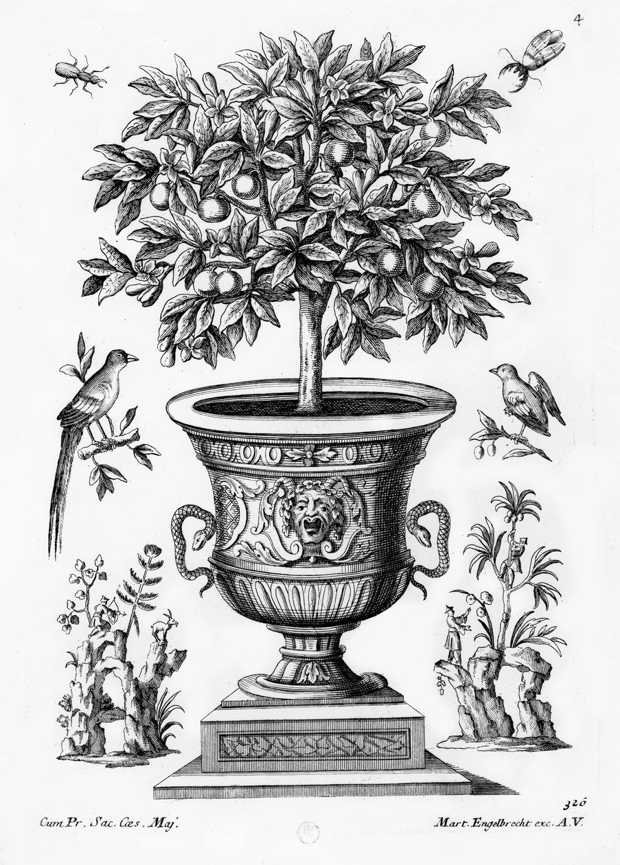Citrustræer, c.1735 af Martin Engelbrecht