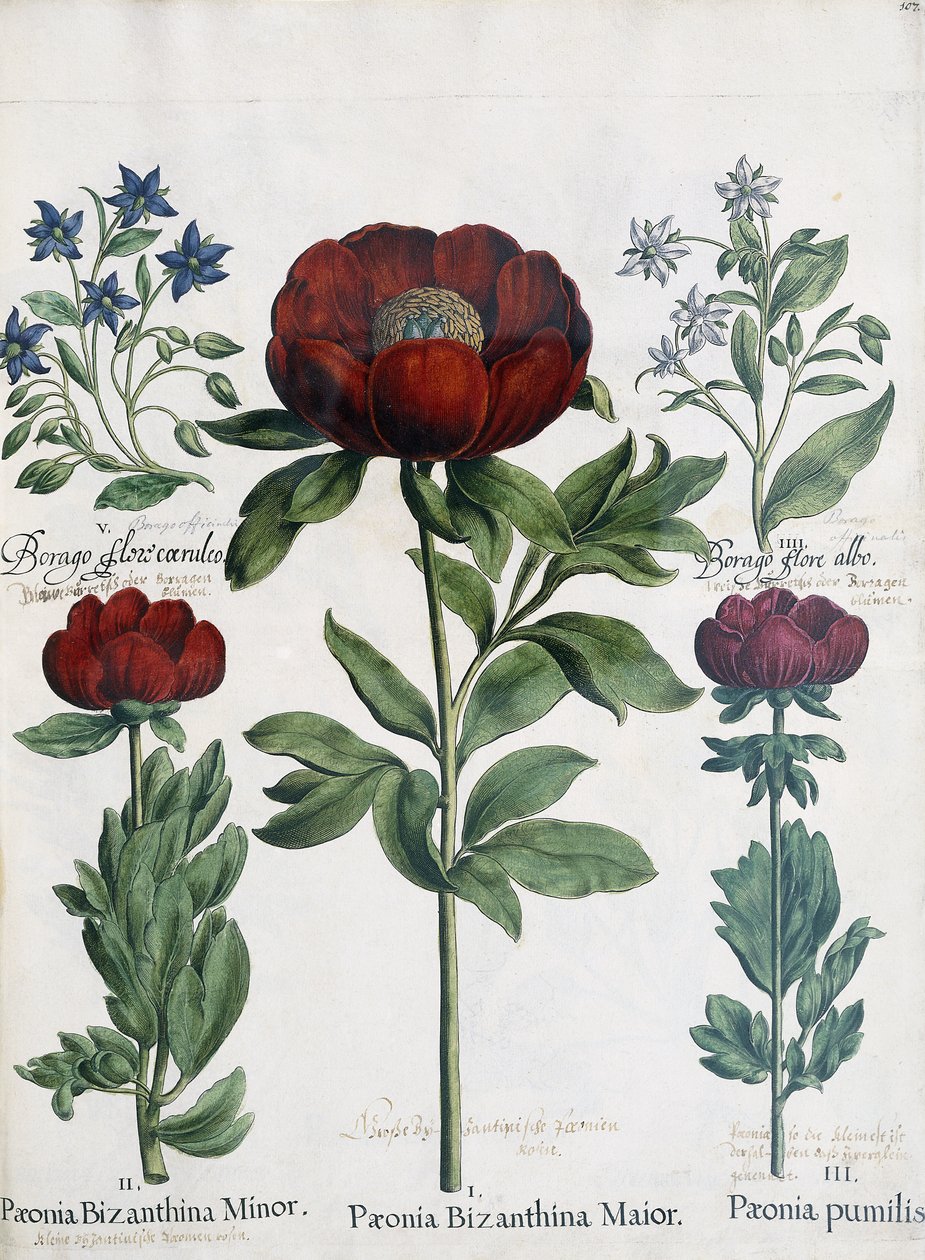 Tre typer pæoner, 1613 af Martin I Mytens