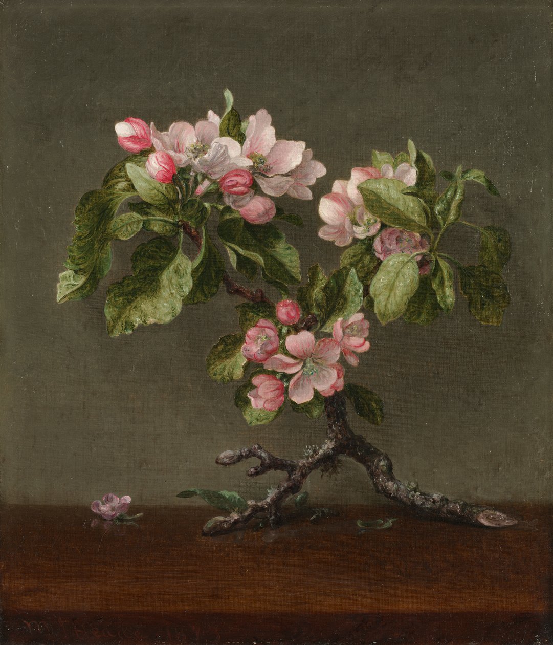 Æbleblomster af Martin Johnson Heade