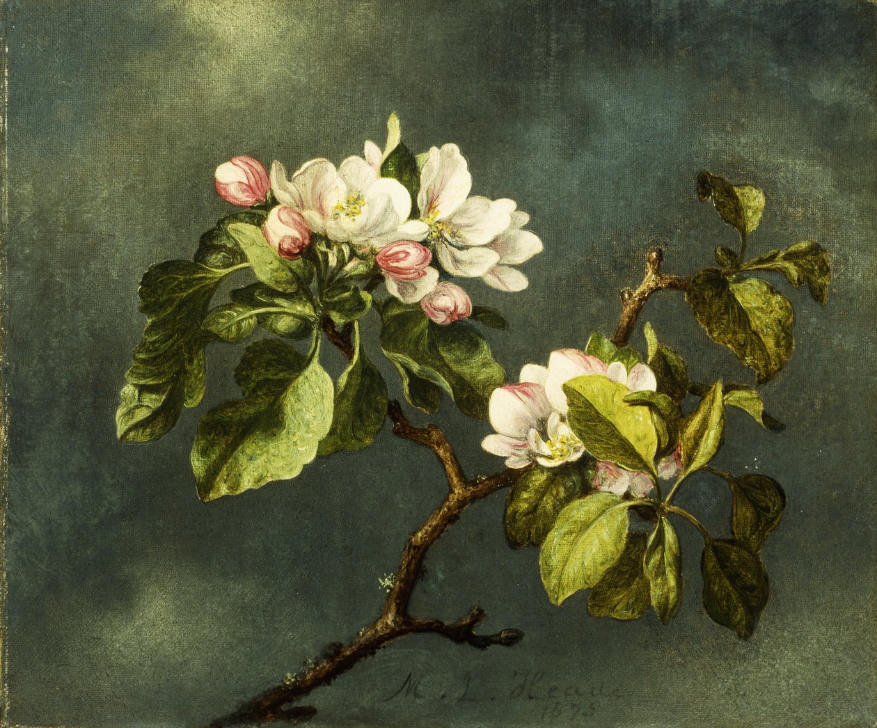 Æbleblomster, af Martin Johnson Heade