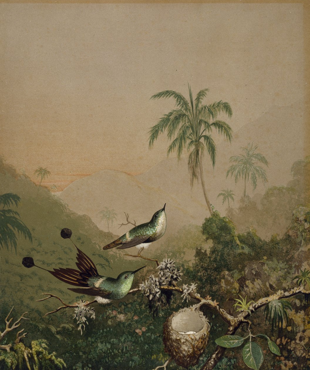 Brasilianske kolibrier II, ca. 1864-1865 (kromolitografi med håndpåført oliemaling på papir) af Martin Johnson Heade