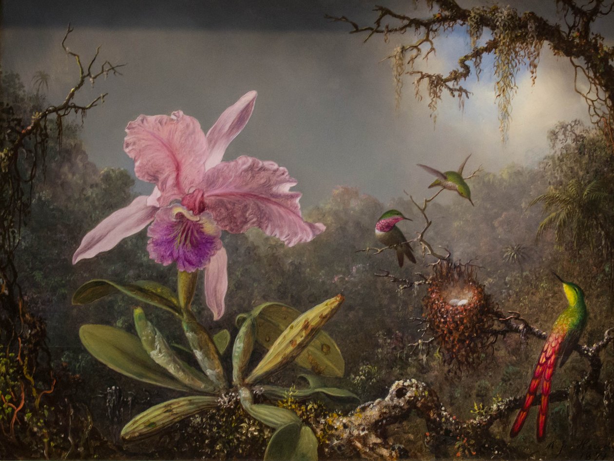 Cattelya-orkidé og tre brasilianske kolibrier af Martin Johnson Heade