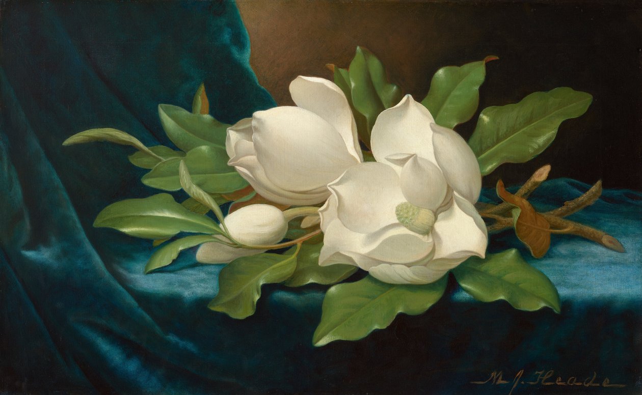 Kæmpemagnolier på et blåt fløjlsstykke af Martin Johnson Heade