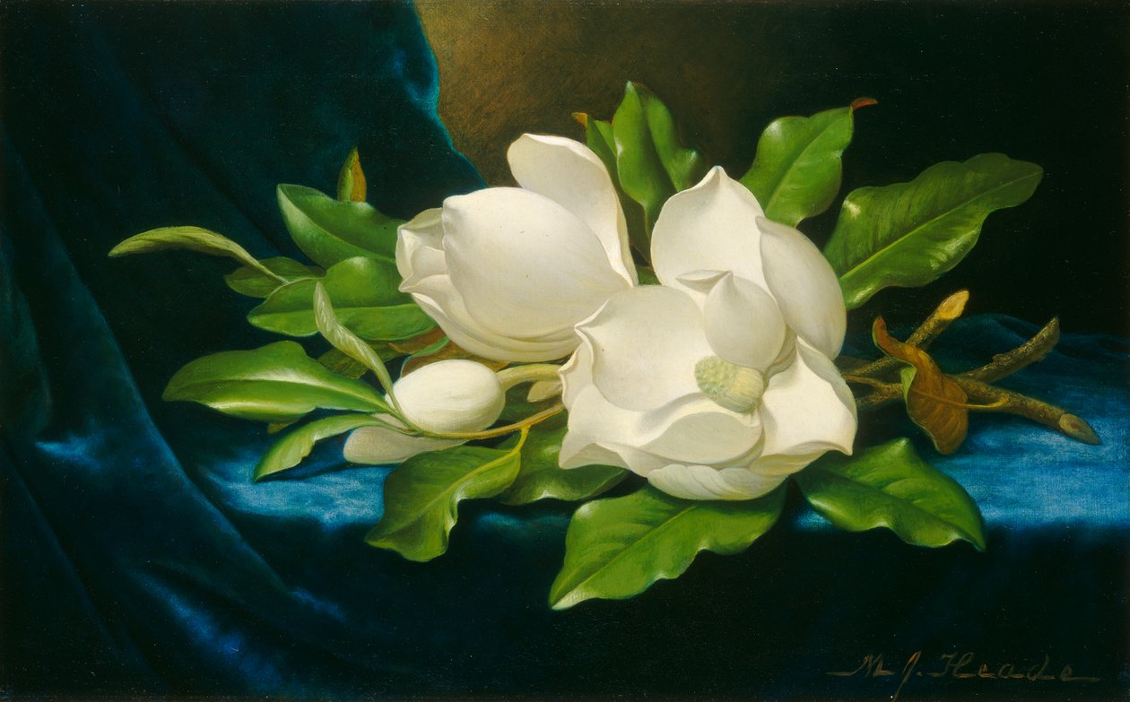 Kæmpe magnoliaer på en blå fløjlsklud, ca. 1890 (olie på lærred) af Martin Johnson Heade