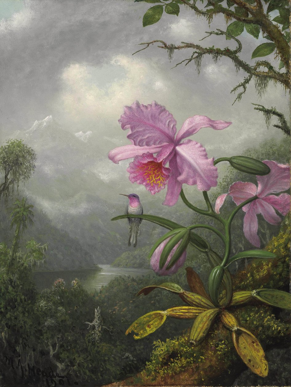 Kolibri siddende på orkidéplante af Martin Johnson Heade