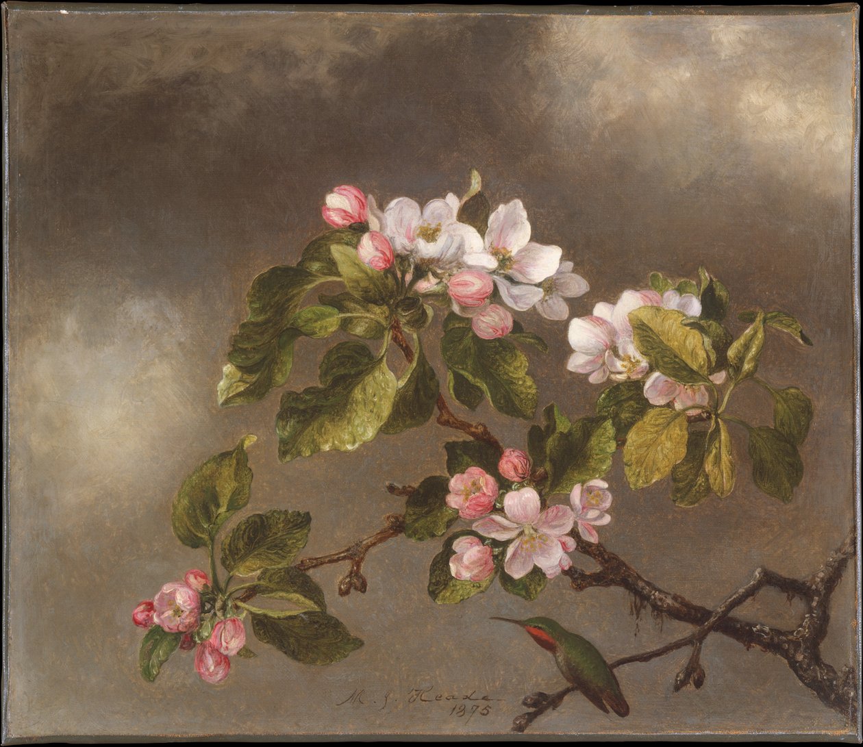 Kolibri og æbleblomster af Martin Johnson Heade
