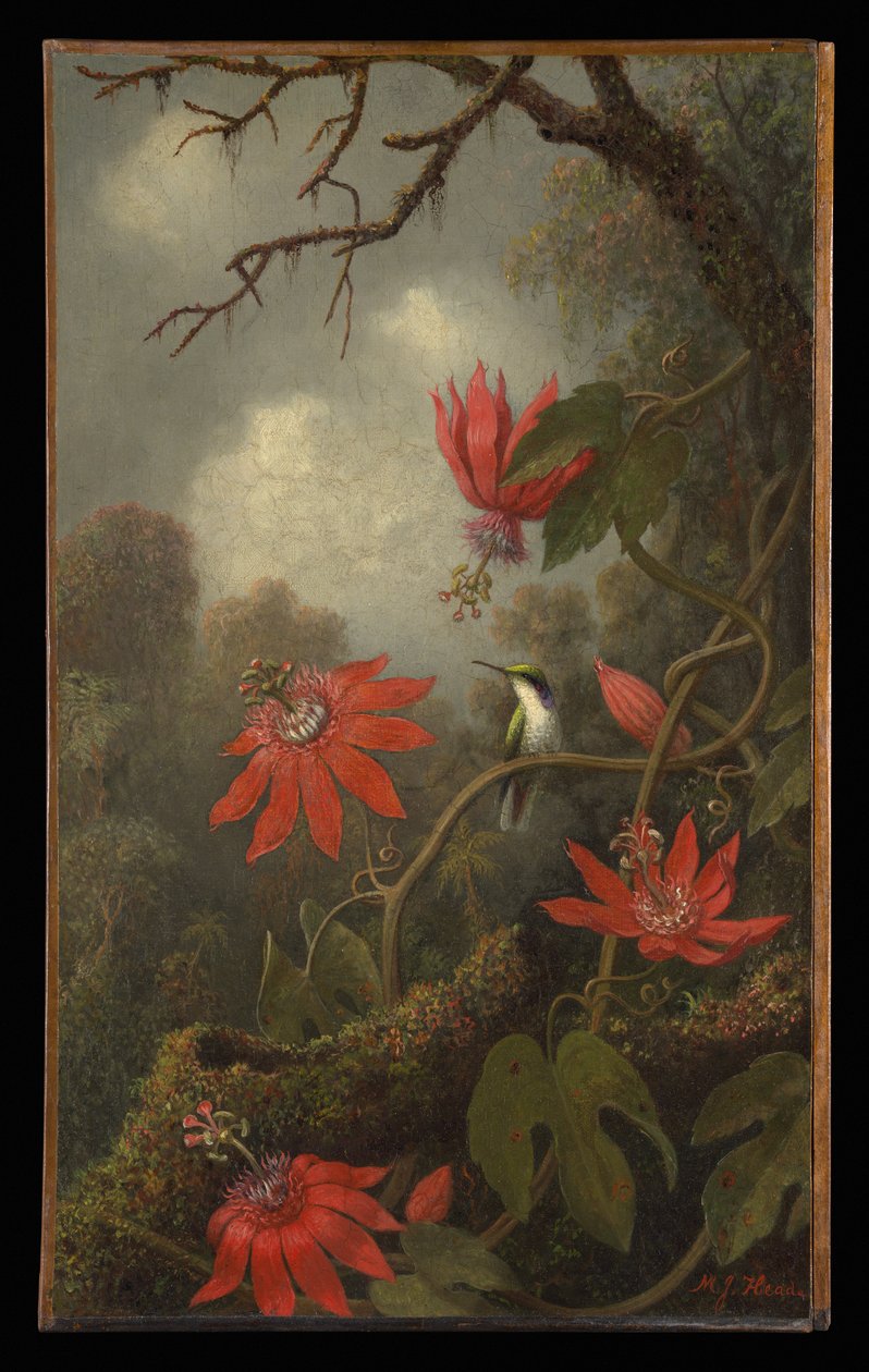 Kolibri og passionsblomster af Martin Johnson Heade