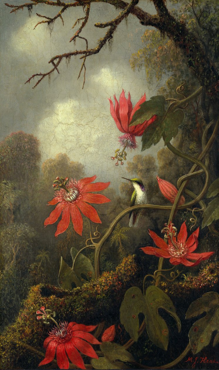 Kolibri og passionsblomster, ca. 1875-85. af Martin Johnson Heade