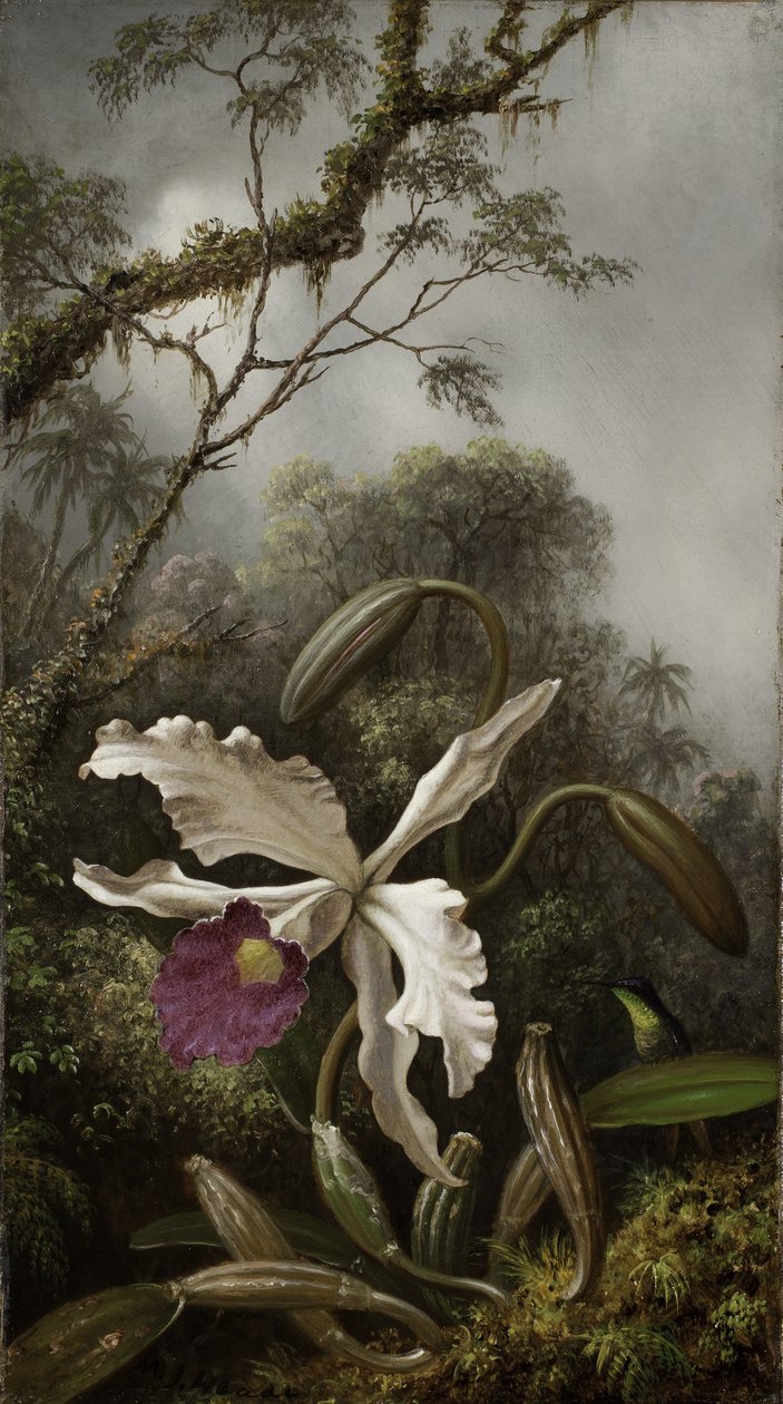 Kolibri med hvid orkidé, 1875-1885 af Martin Johnson Heade