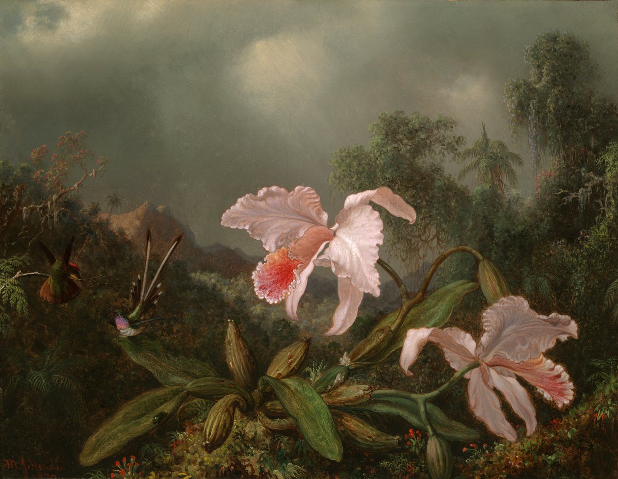 Jungle orkideer og kolibrier af Martin Johnson Heade