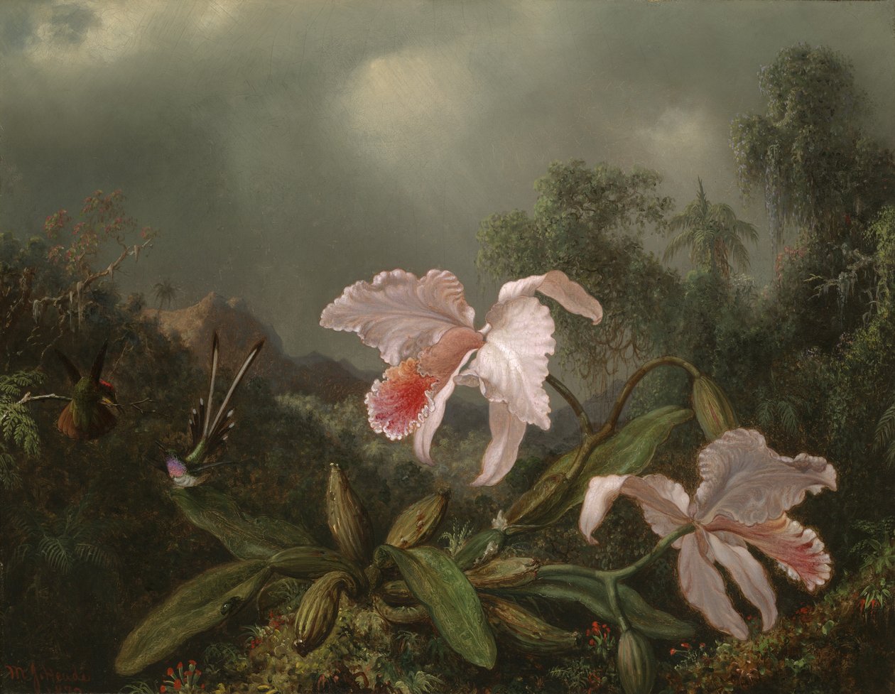 Jungle orkideer og kolibrier, 1872 af Martin Johnson Heade