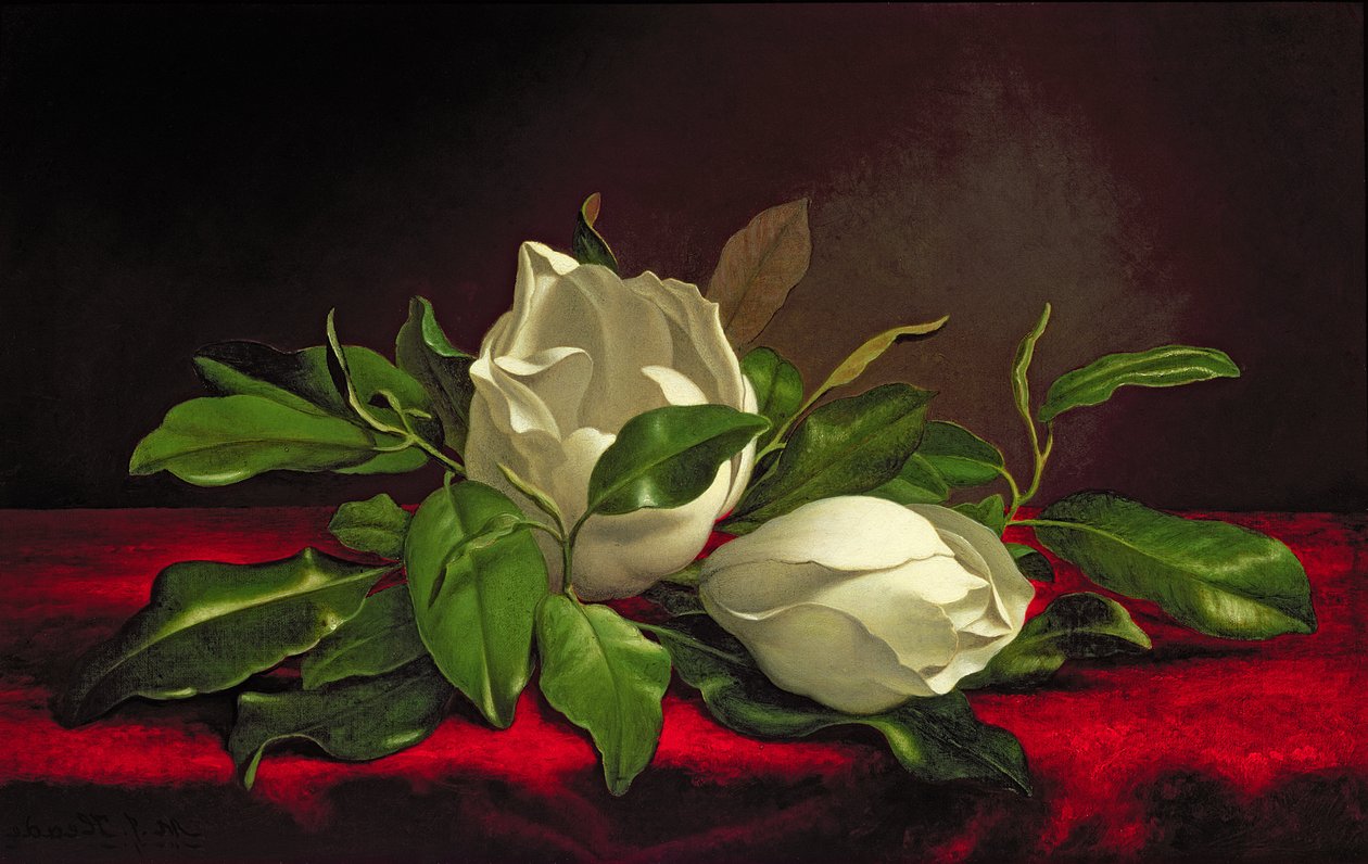 Magnolia af Martin Johnson Heade