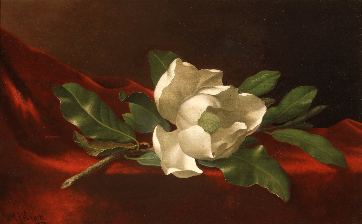 Magnolia, ca. 1885-95 (olie på lærred) af Martin Johnson Heade